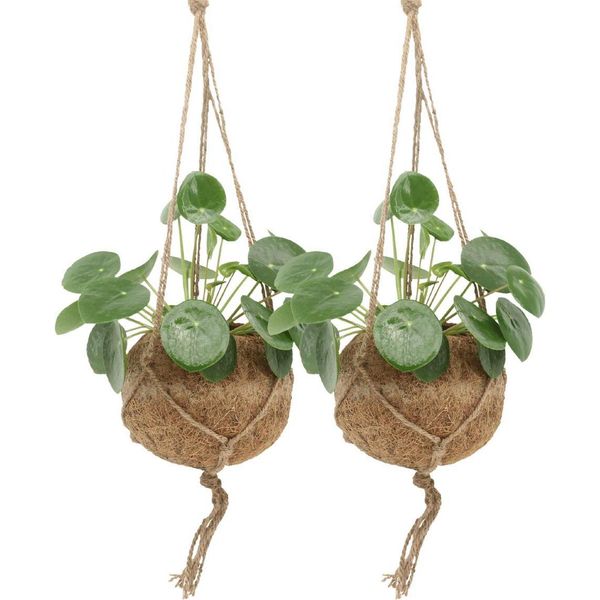 Kokodama Pilea Peperomioides - 2 Piante - 20Cm - ø15 - Piante Sostenibili In Vaso Di Cocco Kokodama - Piante D'appartamento Facili Da Curare Per Interni Luminosi - Pianta Cinese Da Soldi In Un Set Doppio-image