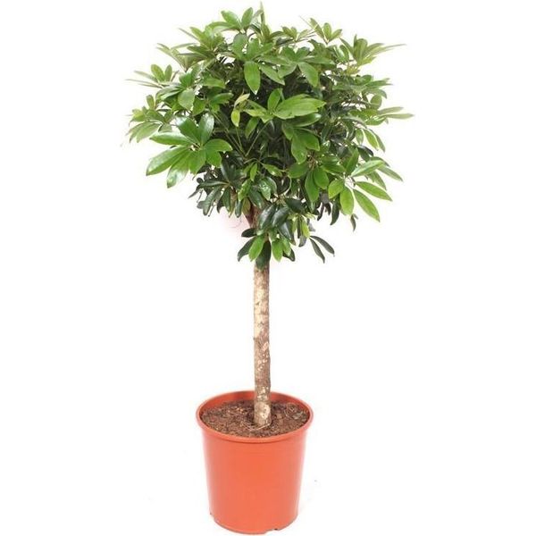 Schefflera - Pianta D'appartamento Alta 150 Cm - Aralia A Foglie Raggiate Che Purifica L'aria - Pianta Verde Di Facile Manutenzione Per Il Soggiorno, L'ufficio E Il Giardino D'inverno - Robusta Pianta Decorativa Da Interno-image