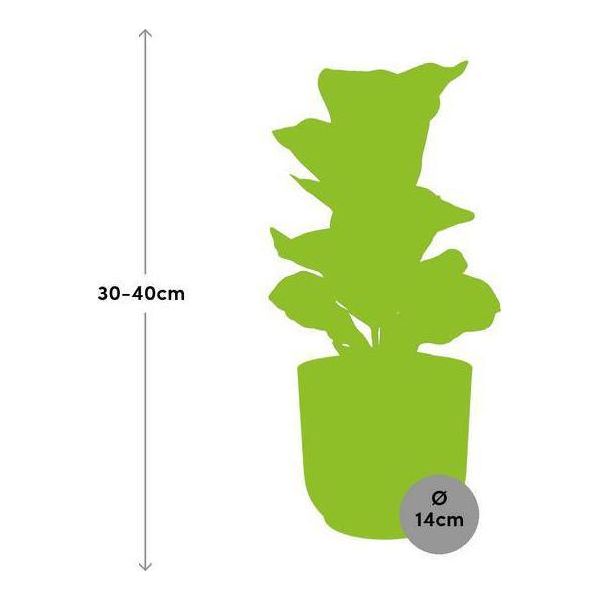 Ficus Lyrata 'Bambino' - Fico Violino - Pianta D'appartamento Di Facile Manutenzione - Purificatore D'aria - Vaso Decorativo Vibes Fold Ø14Cm Giallo-image