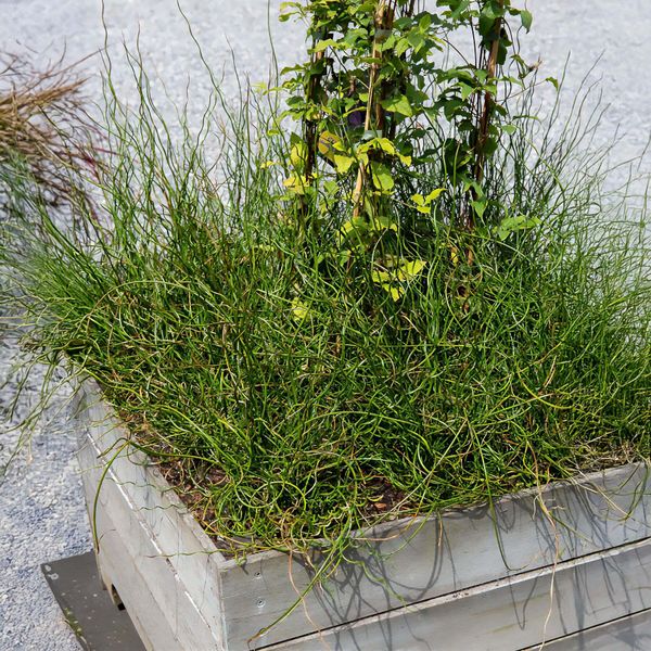 Floraself Juncus Effuses 'Spiralis' Vaso Ø 9 Cm-image