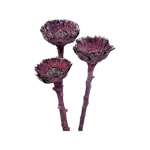 Rosetta Compacta Smerigliata Nei Colori Della Mora, Fiori Secchi Decorativi Per La Casa E L'ufficio, Set Di 20 Pezzi-image