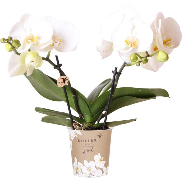 Orchidee Kolibri | Orchidea Phalaenopsis Bianca In Vaso Ø9Cm | Gioiello Groenlandia - Pianta Canfora In Fiore - Fresca Di Coltivazione-image