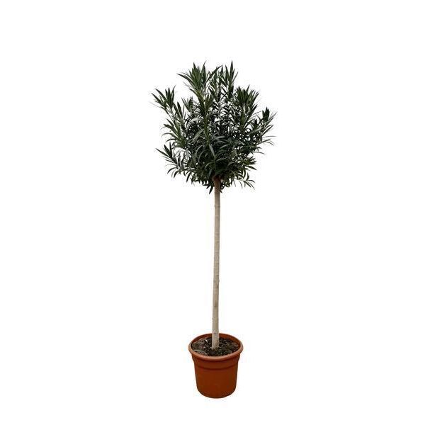 Ogni Pianta Nerium Oleander Su Stelo Con Fiori Rossi - 170 Cm, Ø40 Cm-image