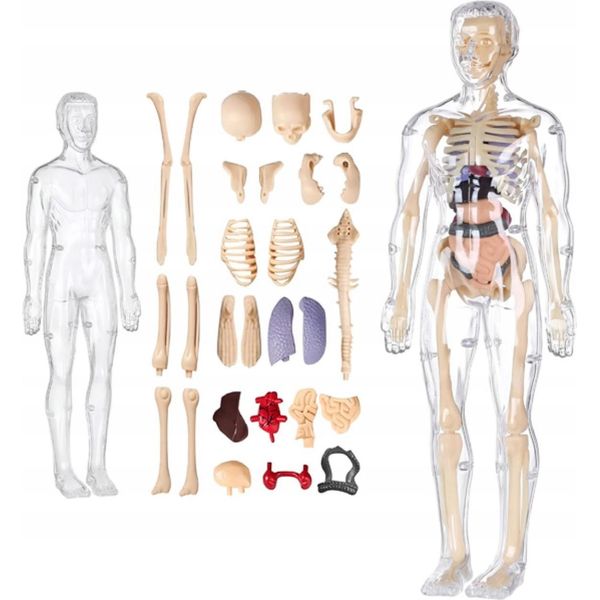 Modello Anatomico 3D Del Corpo Umano Con Organi E Scheletro Educativo-image