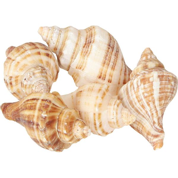 Decorazione Marittima Conchiglie Decorative Per La Tavola E Idee Artigianali-image