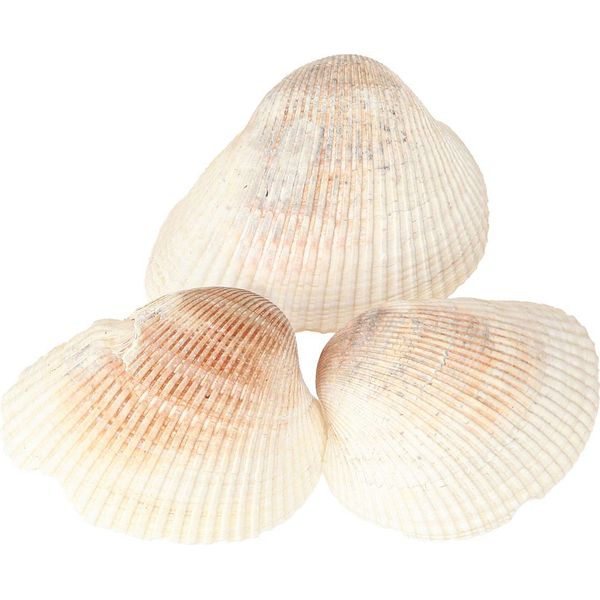 Conchiglie Decorative Marittime Per Un Design Creativo E Uno Stato D'animo Estivo-image