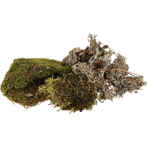 Muschio Decorativo Per Composizioni Floreali Artigianali E Idee Creative Di Decorazione-image
