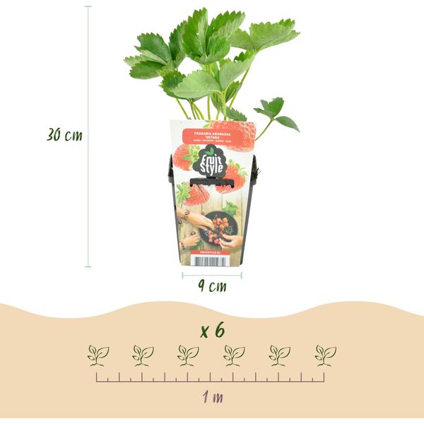 Greenboutiq - Piante Da Frutto - Fragola - Fragaria Maxim - Difficile - 6 Piante - Vaso 9 Cm - Fragola Rossa-image