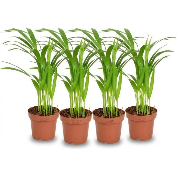 Palma Areca Dypsis Lutescens - 4 Piante - Ø12Cm - Altezza Circa 40Cm - Pianta D'appartamento Che Purifica L'aria - Palma Da Frutto Dorata Per Soggiorno, Ufficio E Giardino D'inverno-image