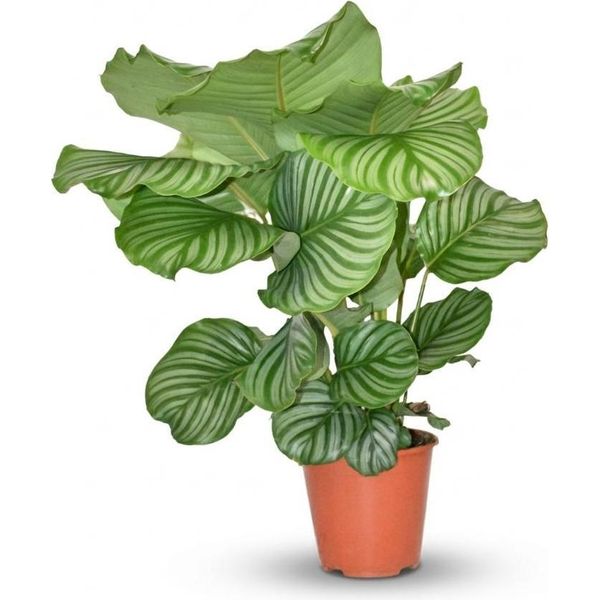 Cesto Marant Calathea Orbifolia - Ø17Cm - Altezza 40-50Cm - Foglie Grandi A Strisce Argentate - Pianta Decorativa Per Soggiorno, Ufficio E Camera Da Letto-image