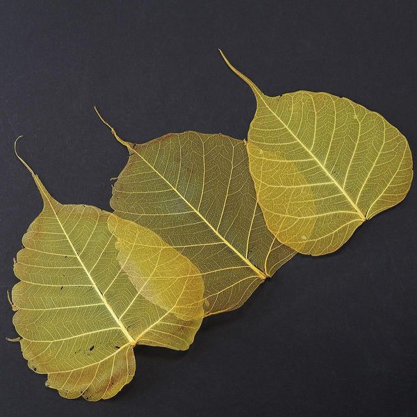 Foglie Scheletriche Filigranate Di Fico Pioppo Per Composizioni Floreali Secche E Decorazioni Creative, 200 Pezzi-image
