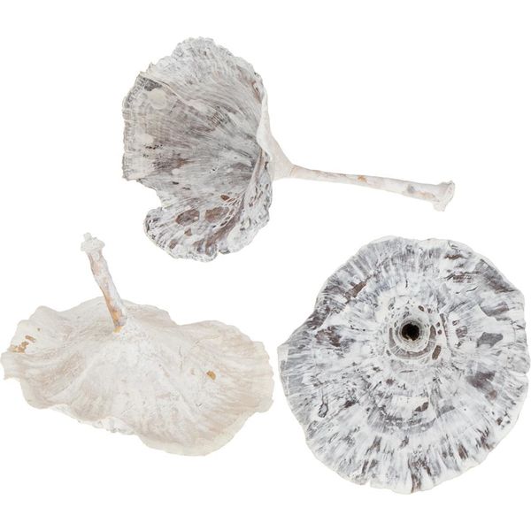 Kalix Fungo Bianco Lavato 100 Pezzi - Decorazione Per Composizioni Floreali Funebri E Decorazioni Autunnali, 100 Pezzi-image