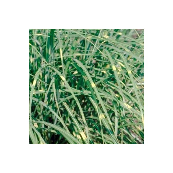6 X Miscanthus Sin. 'PüNktchen' - Canna Cinese - Vaso 9 X 9 Cm-image