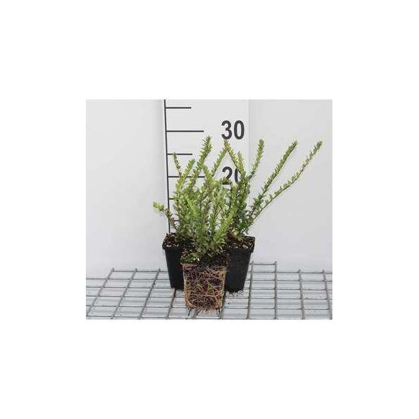 12 X Lonicera Nit. 'Hohenheim. Findling' - Caprifoglio Sempreverde 'Hohenheim Findling' - Vaso 9 Cm X 9 Cm-image