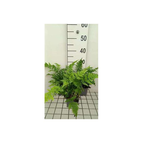 6 X Dryopteris Dilatata ( Austriaca) - Felce Vermiforme Larga - Vaso 9 X 9 Cm-image
