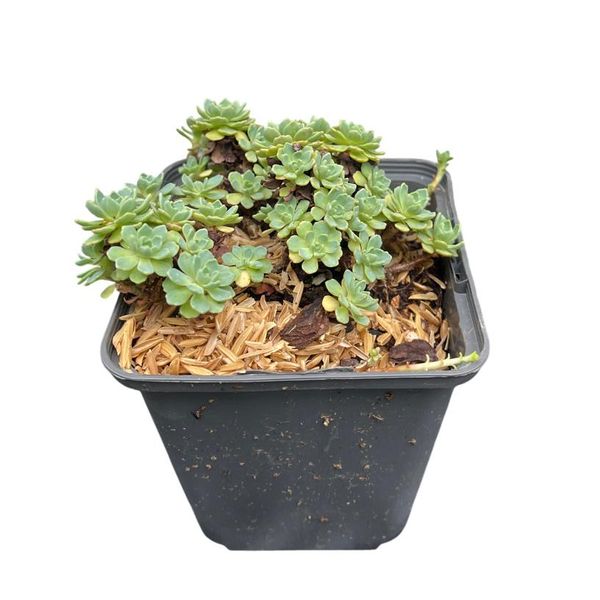 Sedum Pachyclados - Greaseleaf Angelina - Vaso 9 X 9 Cm-image