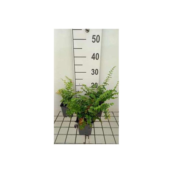 6 X Polystichum Acrostichoides - Felce Di Natale - Vaso 9 X 9 Cm-image