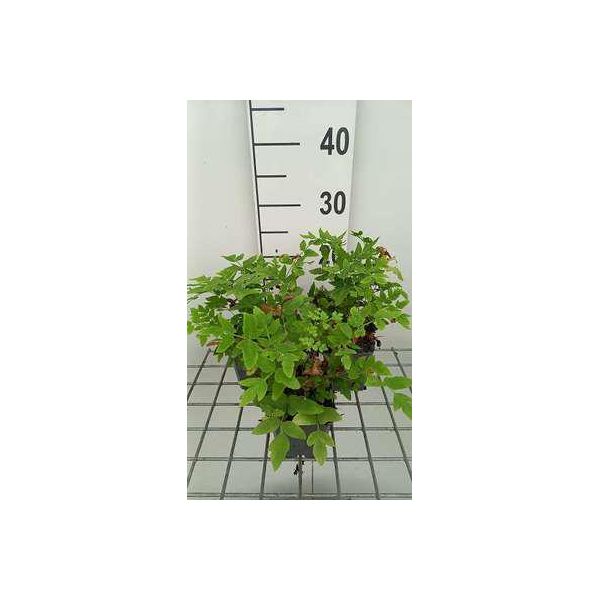 6 X Osmunda Reg. Purpurascens' - Felce Reale - Vaso 9 X 9 Cm-image
