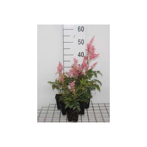 6 X Astilbe (A) 'Fanal' - Magnifica Spirea - Vaso 9 X 9 Cm-image