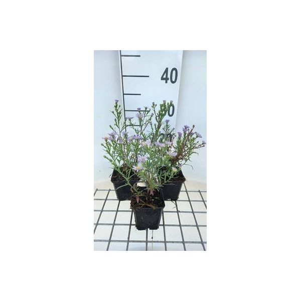 6 X Aster Eric. Blue Wonder' - Astro Autunnale - Vaso 9 X 9 Cm-image