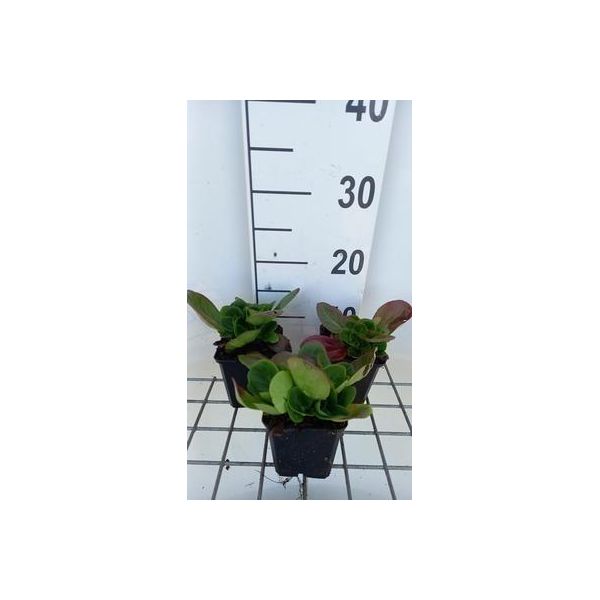 6 X Bergenia Hybr. 'Baby Doll' - Pseudodictamnus - Vaso 9 X 9 Cm-image