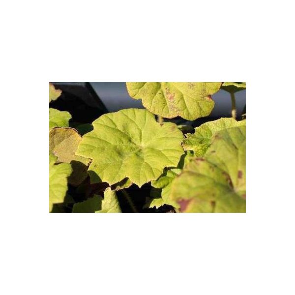 6 X Astilboides Tabularis (Rodgersia Tabularis) - Astilboides - Vaso 9 X 9 Cm-image