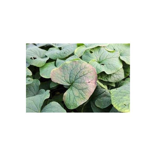 6 X Brunnera Sibirica - Nontiscordardime Del Caucaso - Vaso 9 X 9 Cm-image