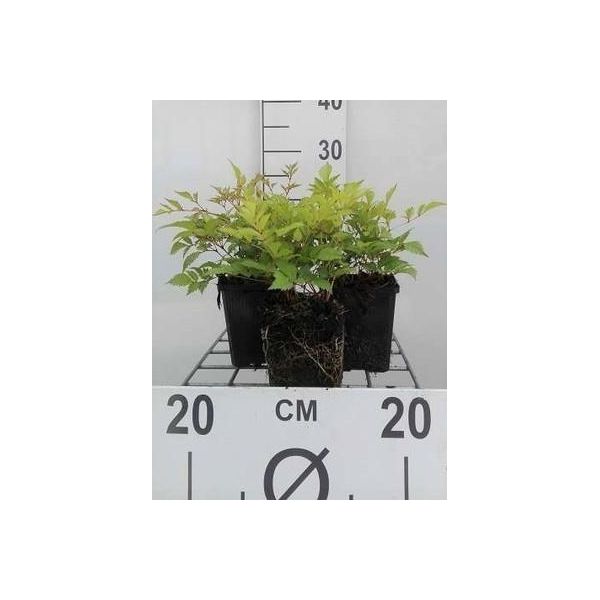 6 X Astilbe (A) 'Brautschleier' - Magnifica Spirea - Vaso 9 X 9 Cm-image