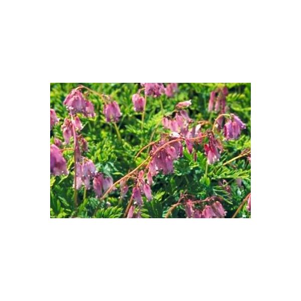 6 X Dicentra Formosa - Cuore Di Lacrima - Vaso 9 X 9 Cm-image