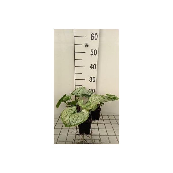6 X Brunnera Macr. 'Silver Heart'® - Nontiscordardime Caucasico - Vaso 9 X 9 Cm-image