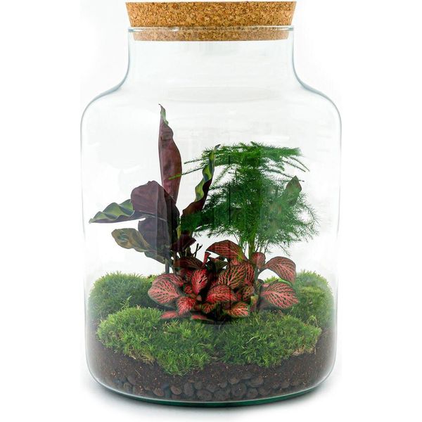 Giardino Di Bottiglie "Lattee"" - Terrario Vegetale Fai Da Te - Altezza 30 Cm - Con Pianta Di Calathea"-image