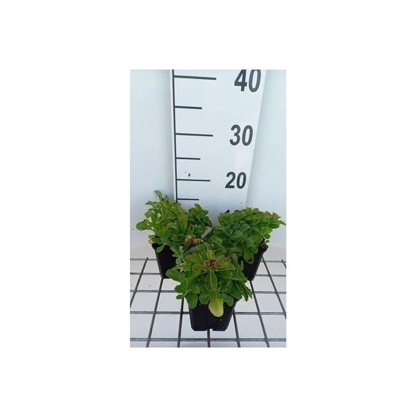 6 X Sedum Selskianum - Greaseleaf - Vaso 9 X 9 Cm-image