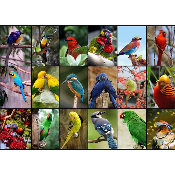Puzzle Grafika Gli Uccelli Più Belli Del Mondo 1500 Pezzi-image