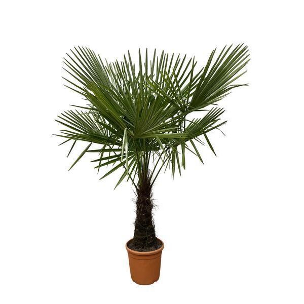 Everyplants Trachycarpus - 180 Cm, Ø 30 Cm-image