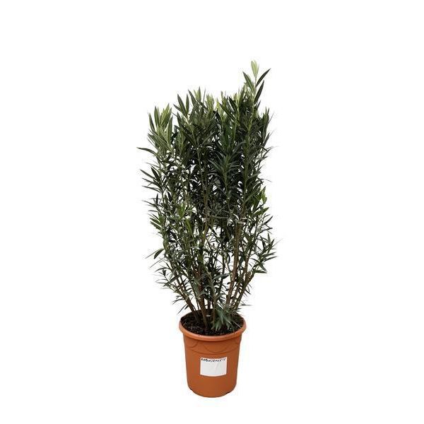 Everyplants Nerium Oleander - 180 Cm, Ø40 Cm-image