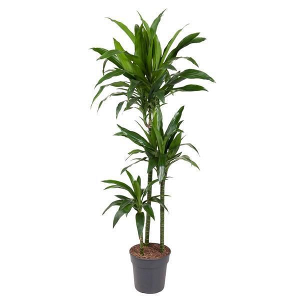Everyplants Dracaena Janet Craig - 150 Cm, Ø 24 Cm-image