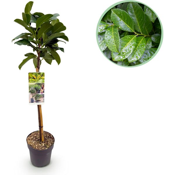 Greenboutiq - Pianta Da Giardino - Prunus Lauroverasus Etna® - Pianta A Stelo - Pianta Da Patio - Sempreverde - Bassa Manutenzione - Vaso 19Cm Altezza 90Cm-image