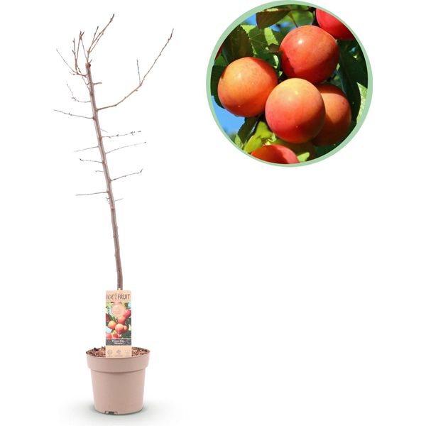 Greenboutiq - Pianta Da Frutto - Prugna - Prunus Domestica Victoria - Prugna Rossa - Vaso 21Cm Altezza 90Cm-image