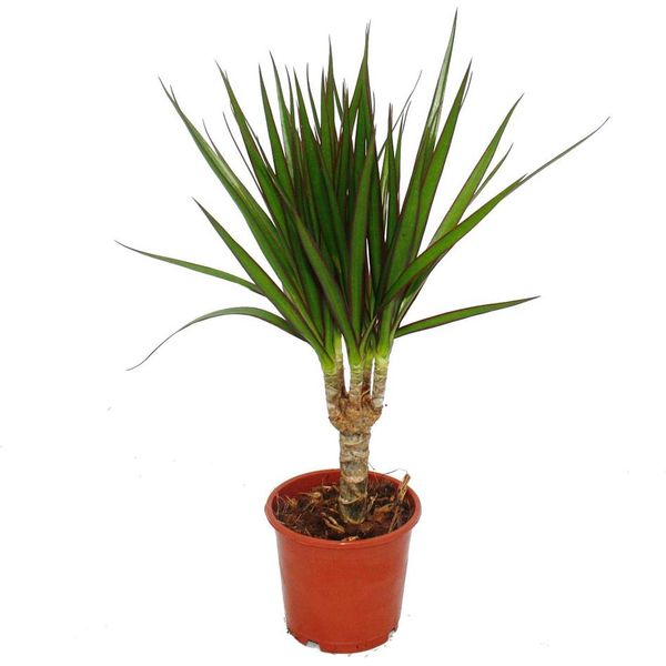 Dracaena Marginata 1 Pianta D'appartamento Depuratore D'aria Vaso Da 12Cm-image