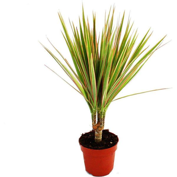 Dracaena Marginata Bicolor Bicolore 1 Pianta Facile Da Curare, Pianta D'appartamento Che Purifica L'aria, Vaso Da 12 Cm-image