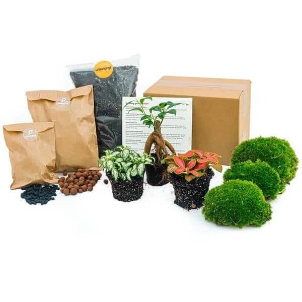 Urbanjngl Kit Terrario Per Piante - Bonsai Di Ficus Ginseng - Ricarica E Starter Kit Kit Terrario Per Piante - Bonsai Di Ficus Ginseng - Ricarica E Starter Kit - Fai Da Te-image