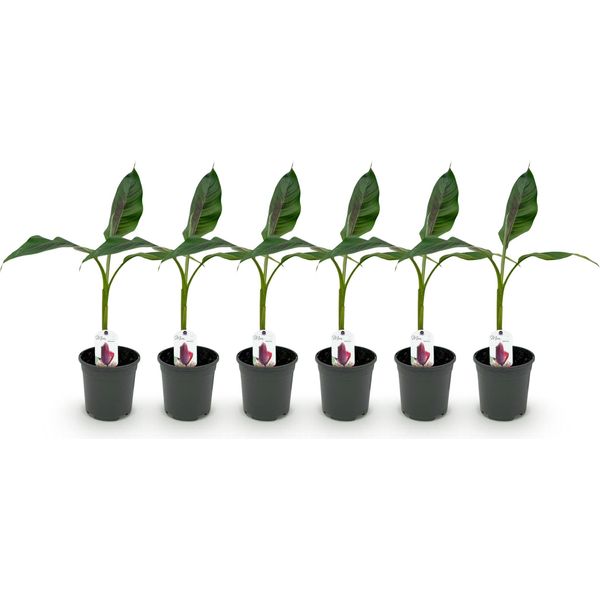 Greenboutiq - Pianta Da Frutto - Pianta Di Banano - Musa Sikkemensis Red Tiger - Resistente - 6 Piante - Vaso 17Cm Altezza 40Cm-image