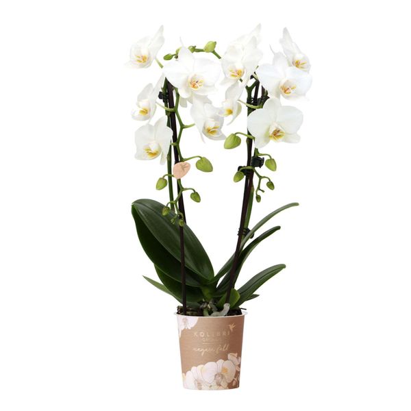 Kolibri Orchidee Bianche Phalaenopsis Orchidea Niagara Fall Vaso 9Cm Pianta Da Appartamento Fiorita Fresca Dal Coltivatore-image