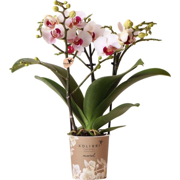 Orchidee Colibrì Orchidea Phalaenopsis Bianca Mineral Gibraltar Vaso 9Cm Fresco Di Coltivatore-image