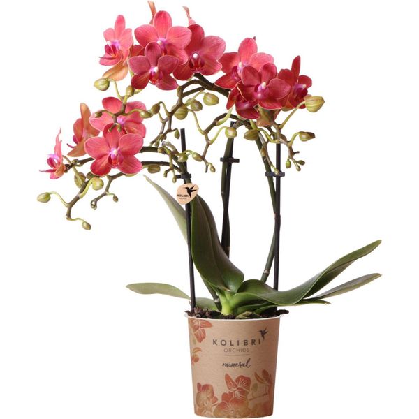 Orchidee Kolibri - Orchidea Phalaenopsis Rossa - Congo - Vaso Da 9 Cm - Fresca Di Coltivazione-image