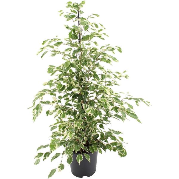 Meergroothandel Ficus Benjamina Twilight - 95 Cm, Ø 21 Cm-image