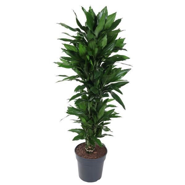 Tutte Le Piante Dracaena Janet Lind Ramificata - 150 Cm, Ø 31 Cm-image