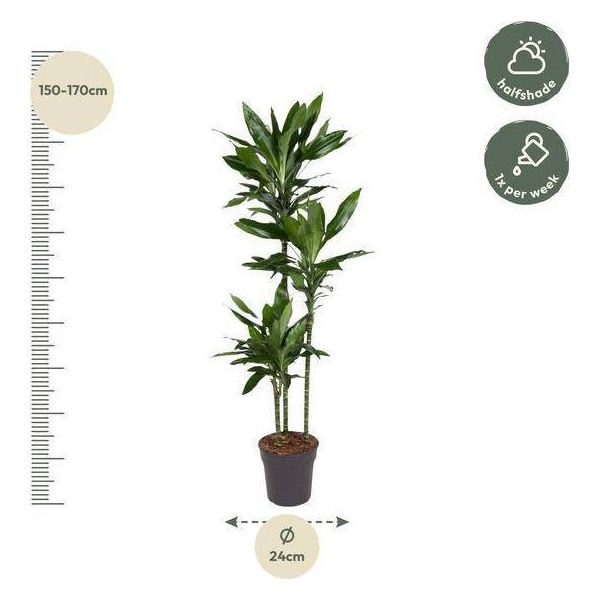 Dracaena Janet Lind - 160 Cm - Ø24-image