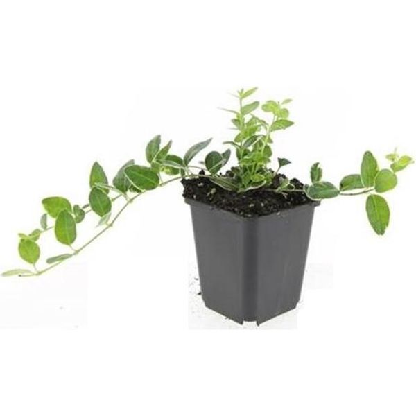 Copertura Del Terreno - Pervinca A Foglie Piccole - Vinca Minor 'Ralph Shugert' - Vaso Da 9 Cm - Set Di 60 Piante-image