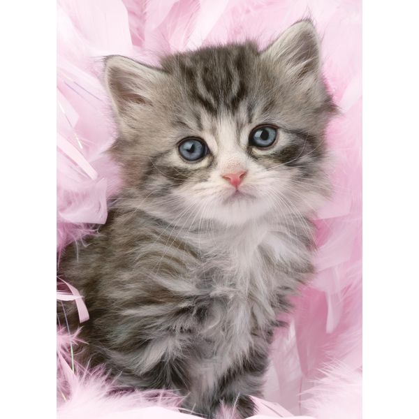 Puzzle Ravensburger Gattino Carino 500 Pezzi-image